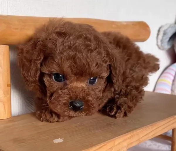 Mükemmel Toy Poodle