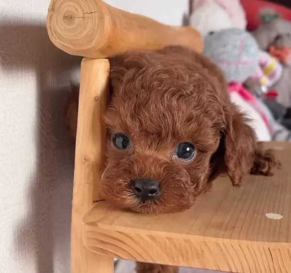 Mükemmel Toy Poodle