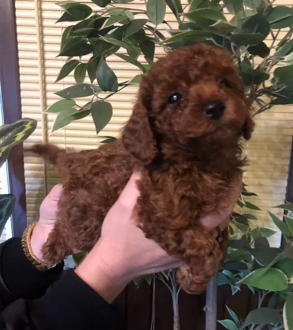 Tüy Dökmez Koku Yapmaz Harika Toy Poodle Yavrularımız