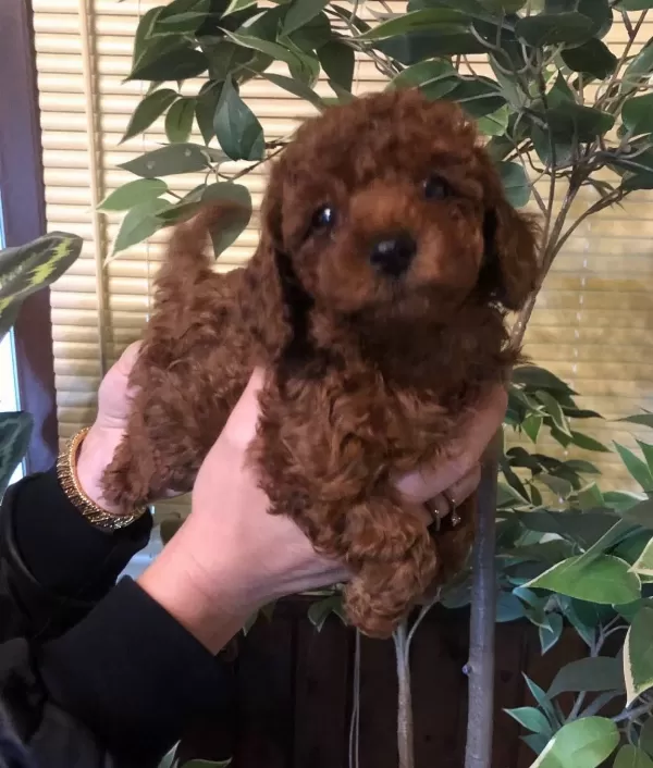 Tüy Dökmez Koku Yapmaz Harika Toy Poodle Yavrularımız