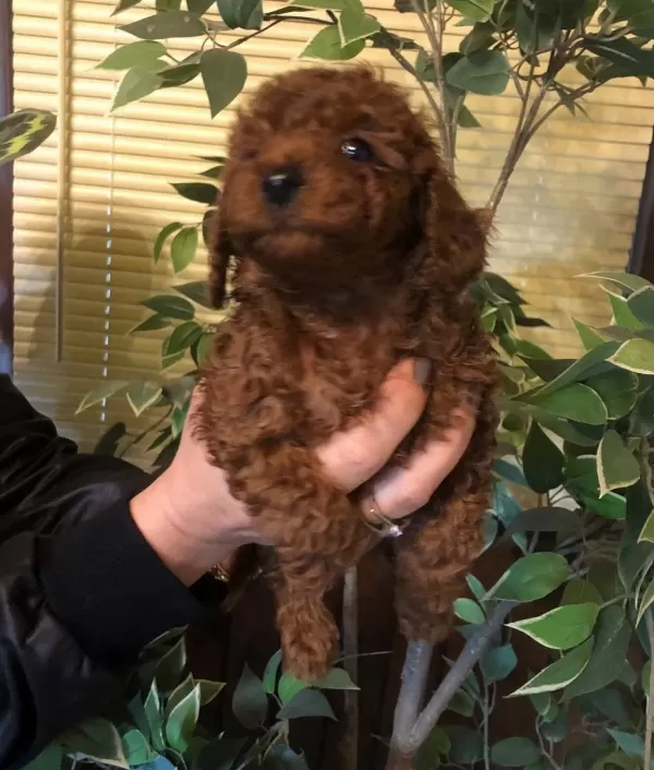 Tüy Dökmez Koku Yapmaz Harika Toy Poodle Yavrularımız
