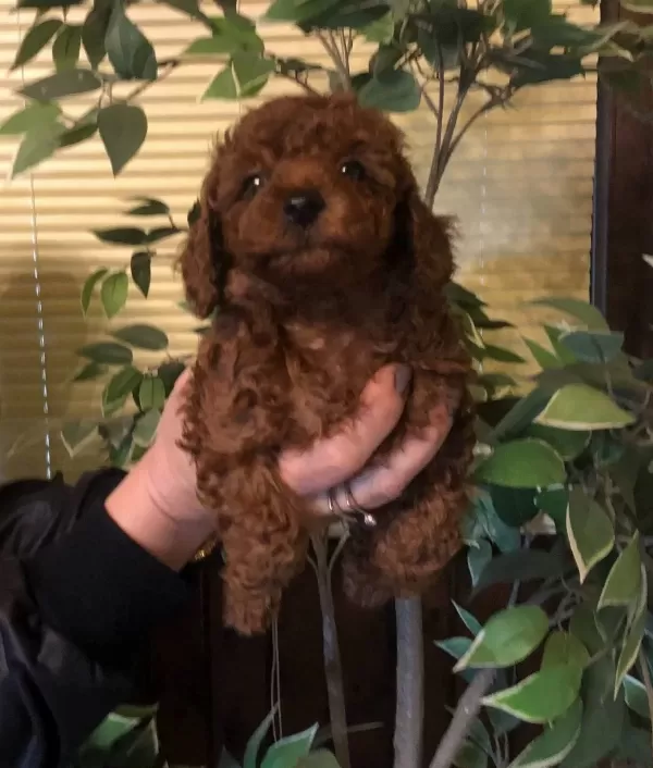Tüy Dökmez Koku Yapmaz Harika Toy Poodle Yavrularımız