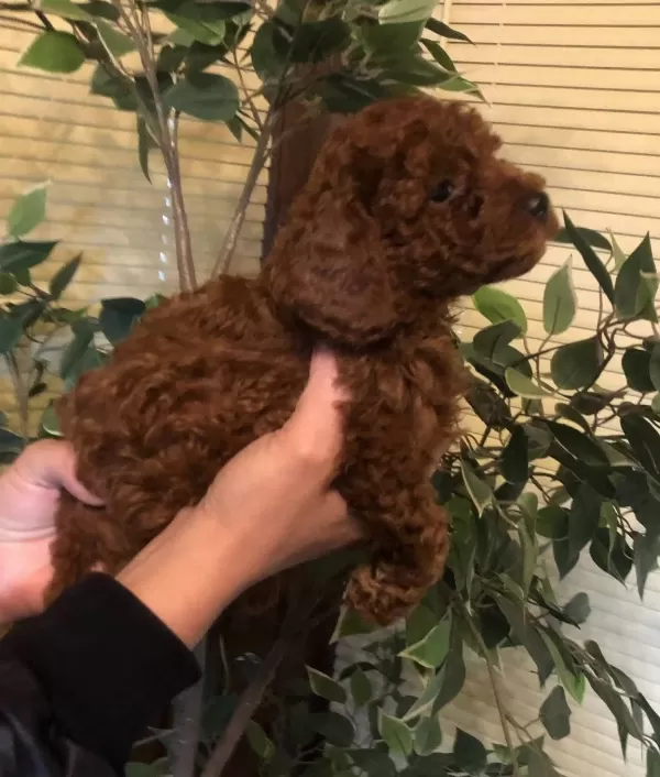 Tüy Dökmez Koku Yapmaz Harika Toy Poodle Yavrularımız