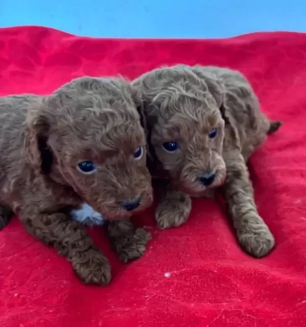 T Cup Toy Poodle Yavrularim