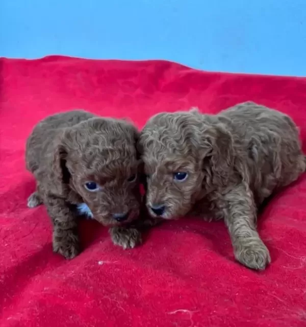 T Cup Toy Poodle Yavrularim