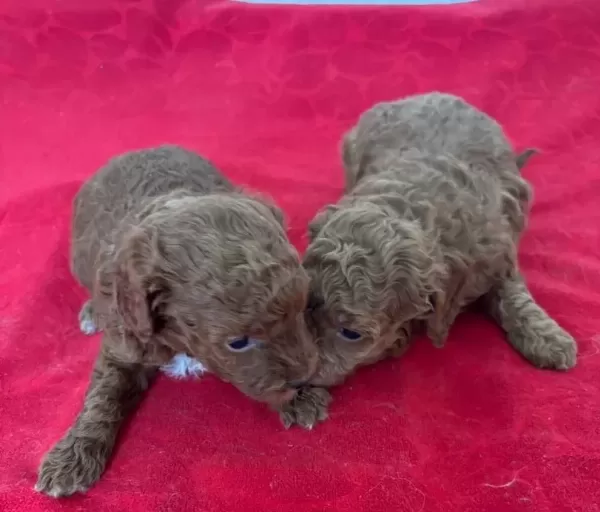 T Cup Toy Poodle Yavrularim