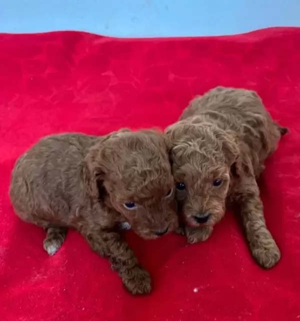 T Cup Toy Poodle Yavrularim