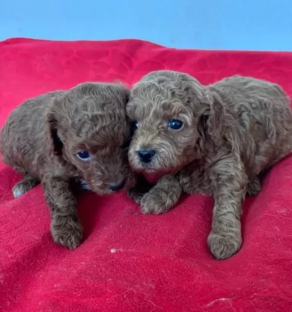 T Cup Toy Poodle Yavrularim