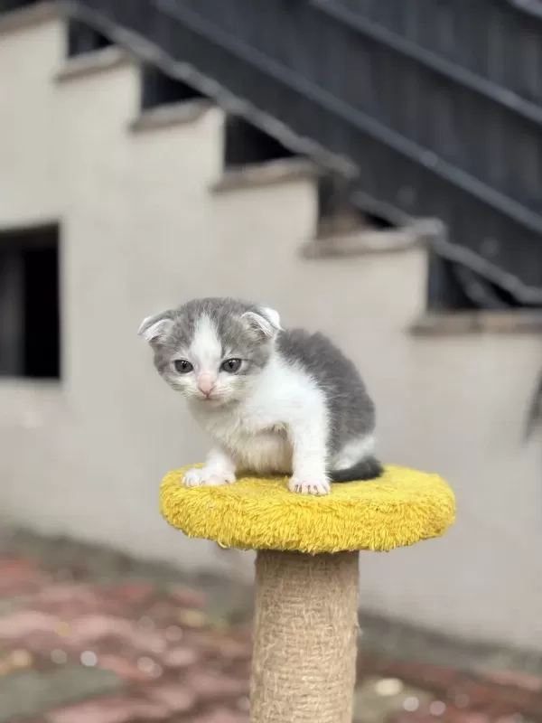 2 Aylık Dişi Scottish Fold