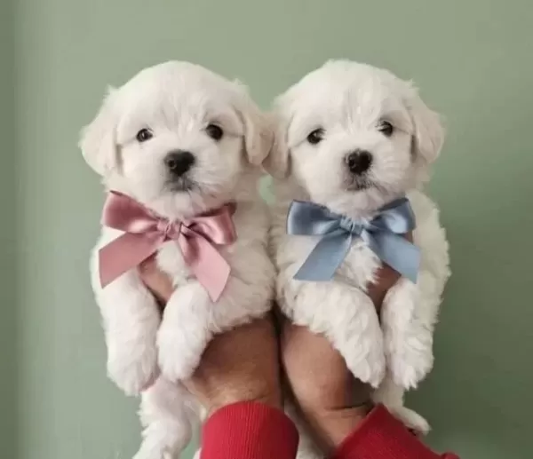 Maltese Bebeklerimiz