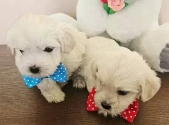 Maltese Bebeklerimiz