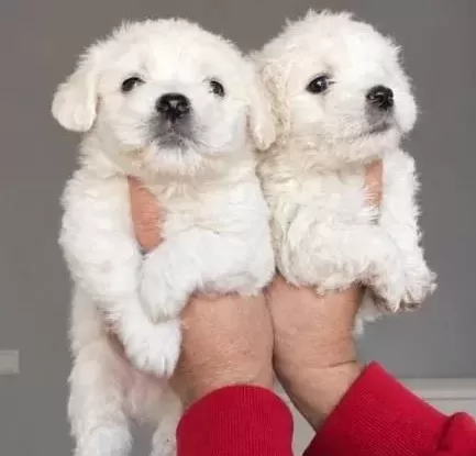 Maltese Bebeklerimiz