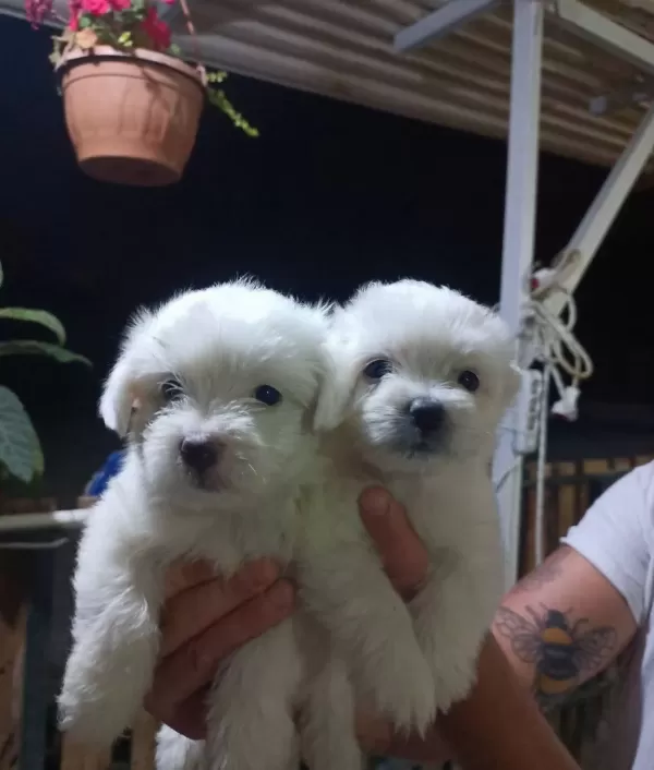 Mükemmel Mini Maltese Yavrularimiz
