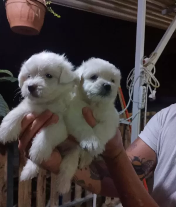 Mükemmel Mini Maltese Yavrularimiz