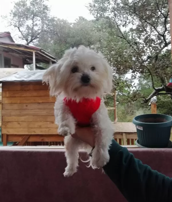 Mükemmel Mini Maltese Yavrularimiz