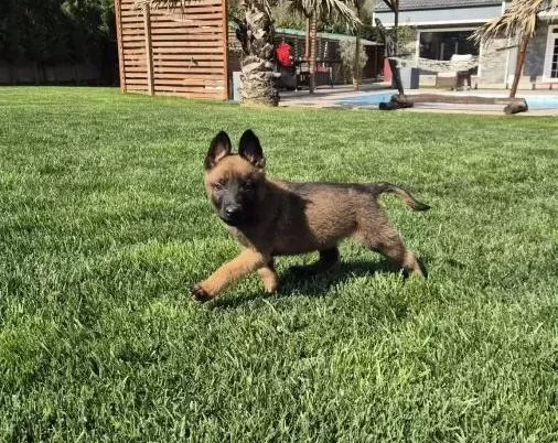 Efsane Belçika Malinois Yavru