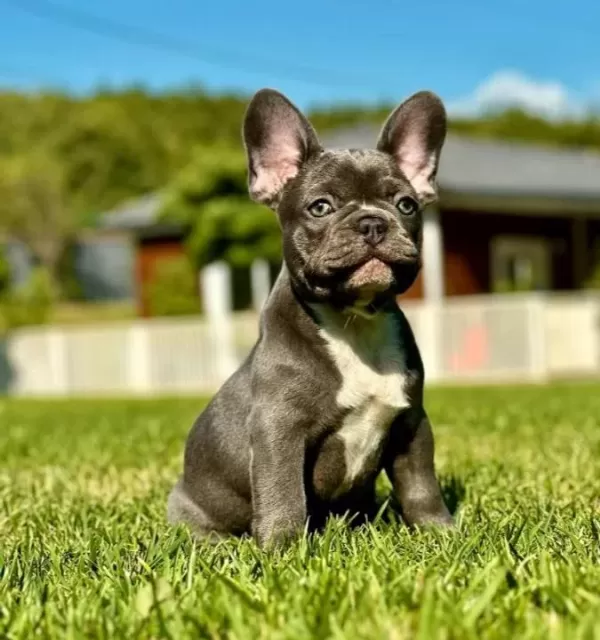 Wc Eğitimli Özel French Bulldog Yavruları