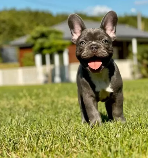 Wc Eğitimli Özel French Bulldog Yavruları