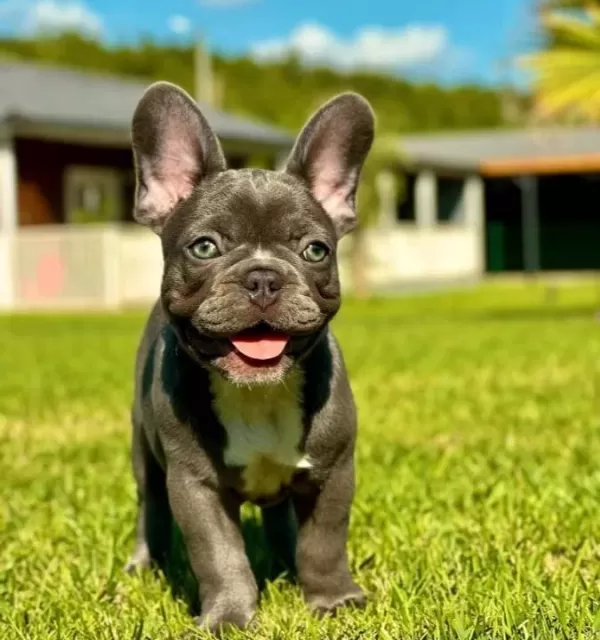 Wc Eğitimli Özel French Bulldog Yavruları