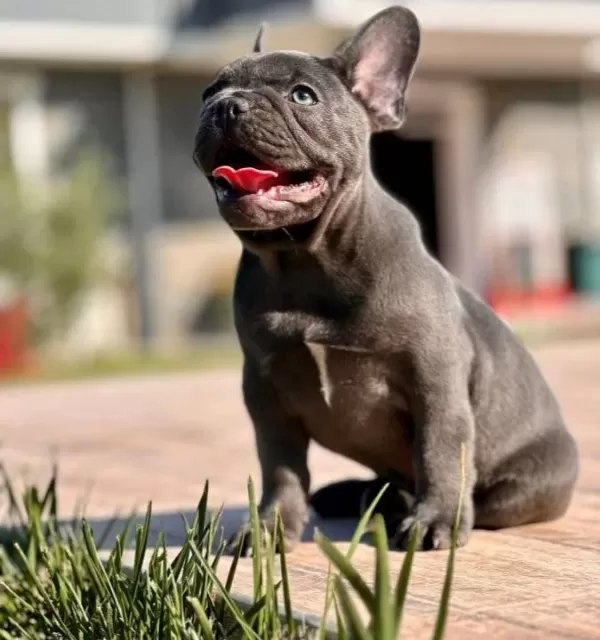 Wc Eğitimli Özel French Bulldog Yavruları