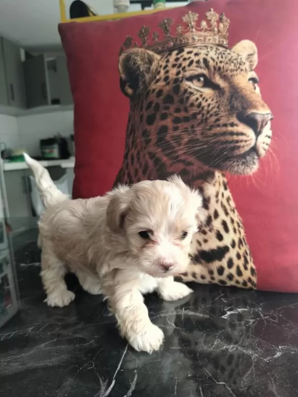 Wc Eğitimli Mini Maltipoo Yavrularımız