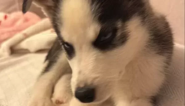2 Aylik Bebek Husky