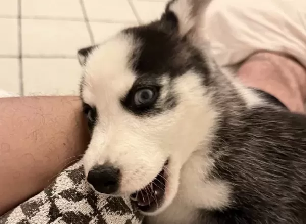 2 Aylik Bebek Husky