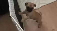 Erkek Yavru Pug Rifki