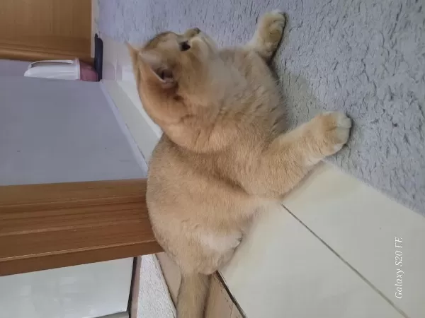 British Shorthair Kedilerimiz