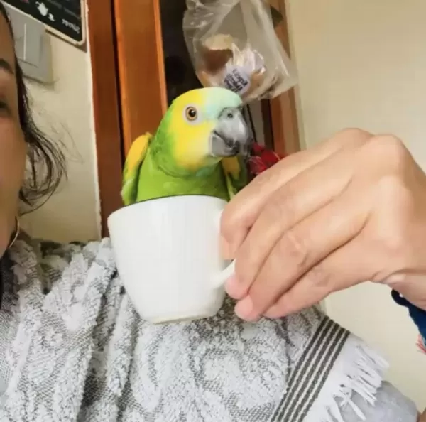 Tam Bir Maskot Amazon Papağanı Açıklamayı Okuyun