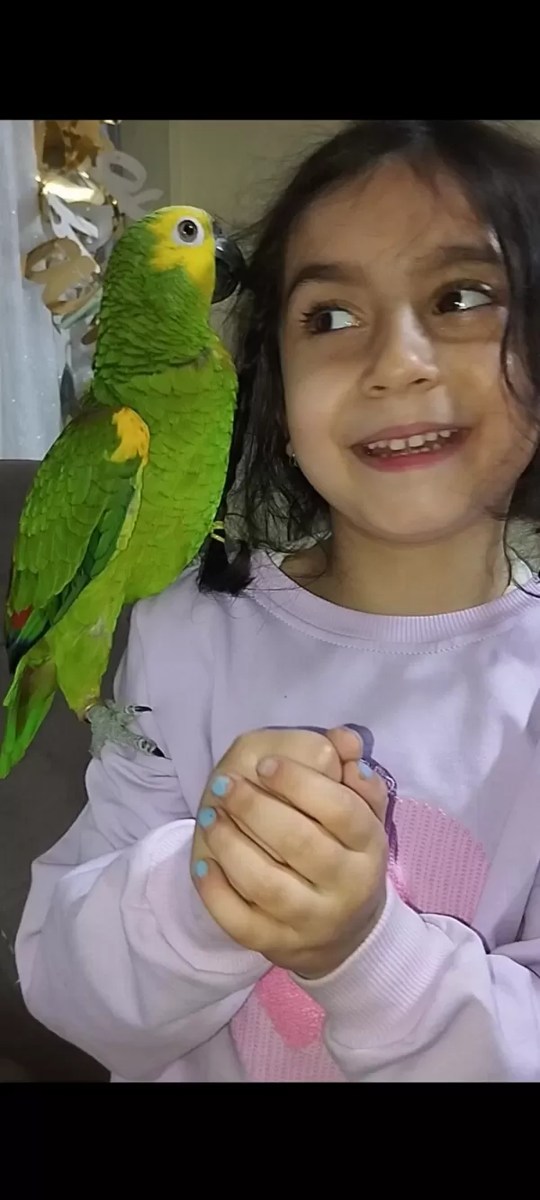 Tam Bir Maskot Amazon Papağanı Açıklamayı Okuyun