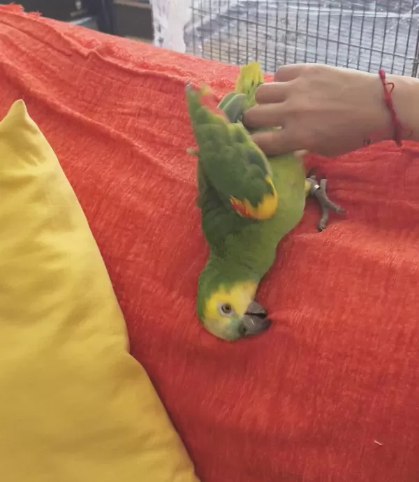 Tam Bir Maskot Amazon Papağanı Açıklamayı Okuyun