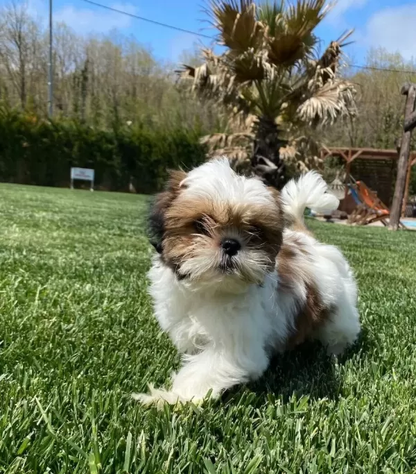 Shih Tzu Yavrulari İstanbul
