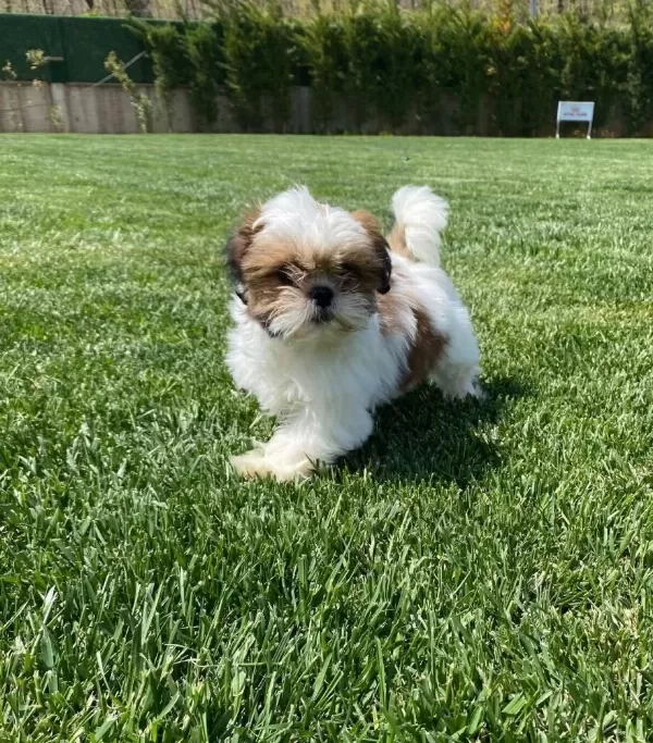 Shih Tzu Yavrulari İstanbul