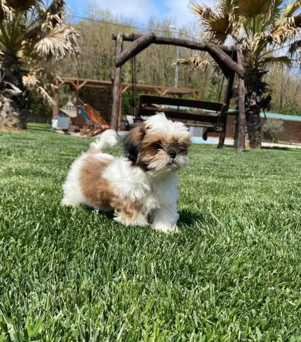 Shih Tzu Yavrulari İstanbul