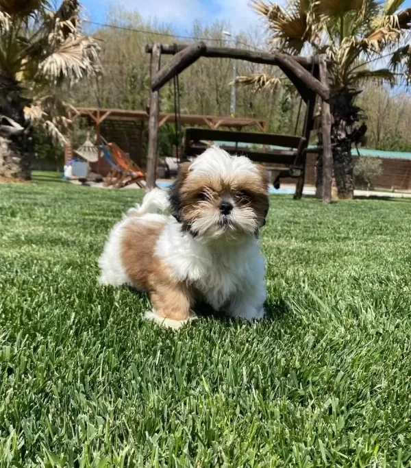 Shih Tzu Yavrulari İstanbul