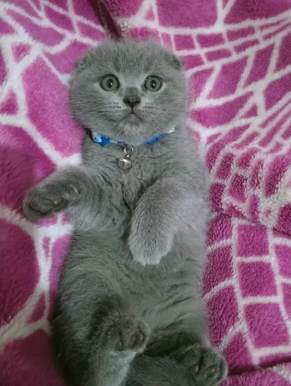 Top Kafa Ayı Surat Scottish Fold Oyuncu Bebeğimiz