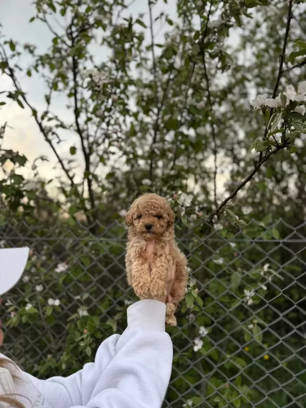 Harika Maltipoo Güzelliği