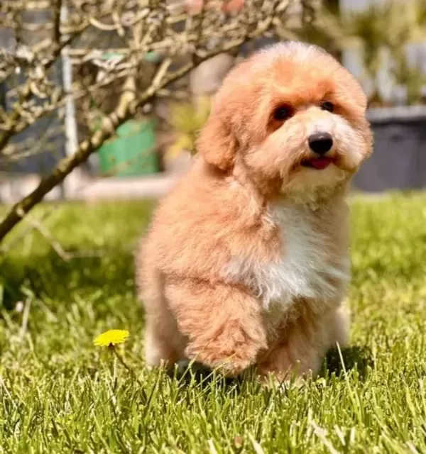 Efsane Güzel Maltipoo Yavruları