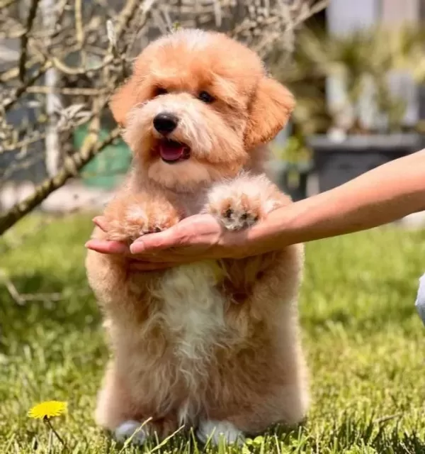 Efsane Güzel Maltipoo Yavruları