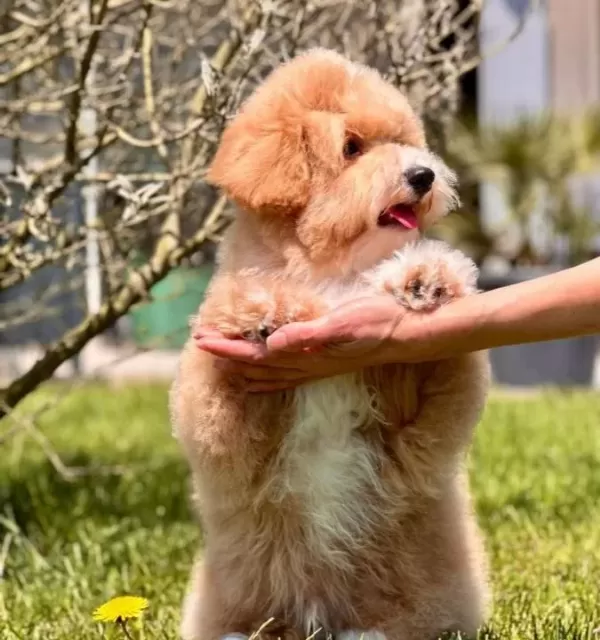 Efsane Güzel Maltipoo Yavruları
