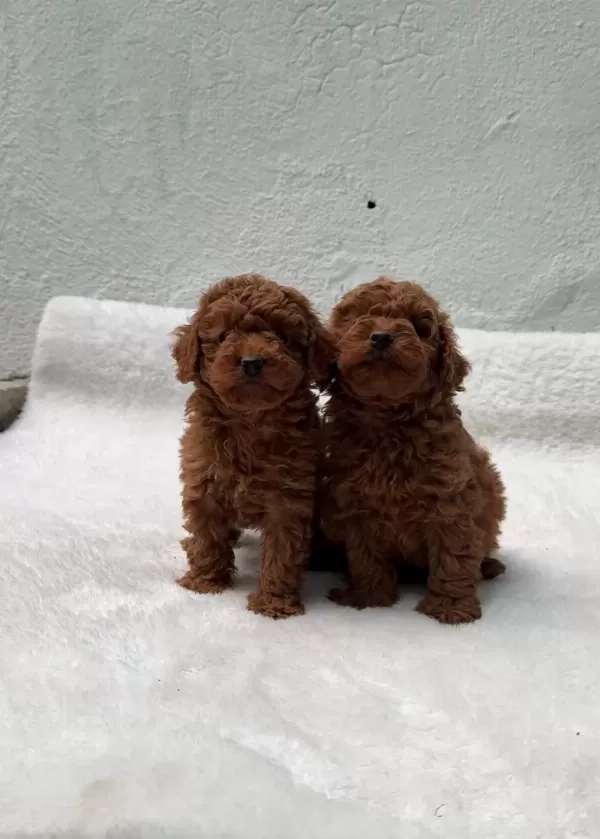 Ruhsatli Poodle Evinden Çok Sayida Poodle Bebek