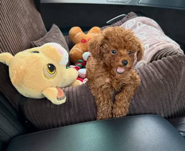 Minik Toy Poodle Yavrularimiz