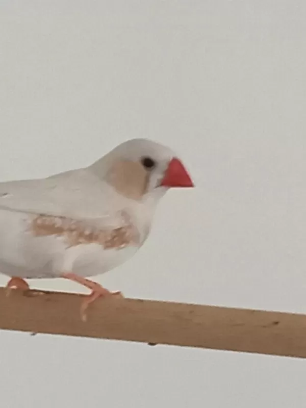 Erkek Hint Bülbülü Beyaz Mutasyon