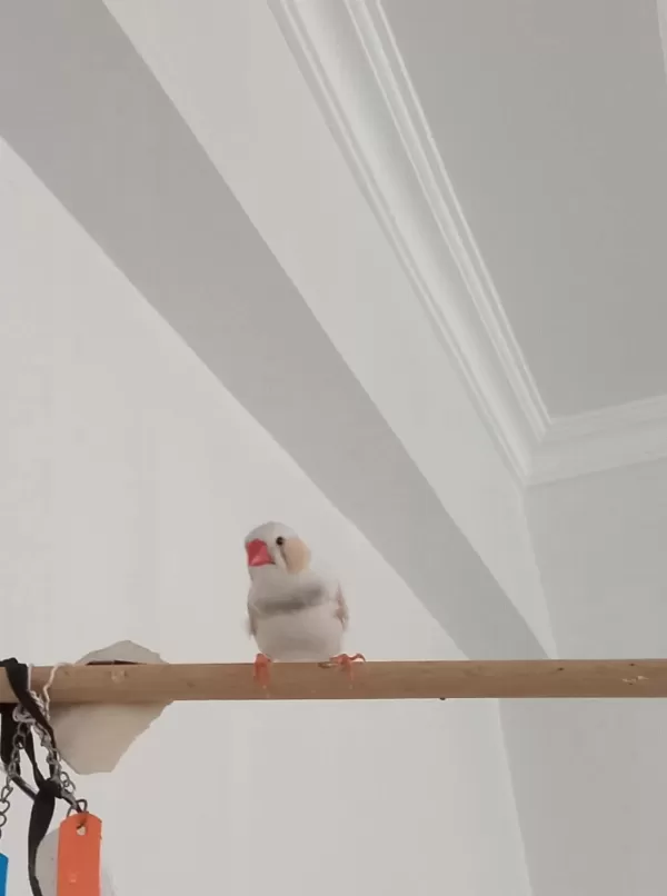 Erkek Hint Bülbülü Beyaz Mutasyon