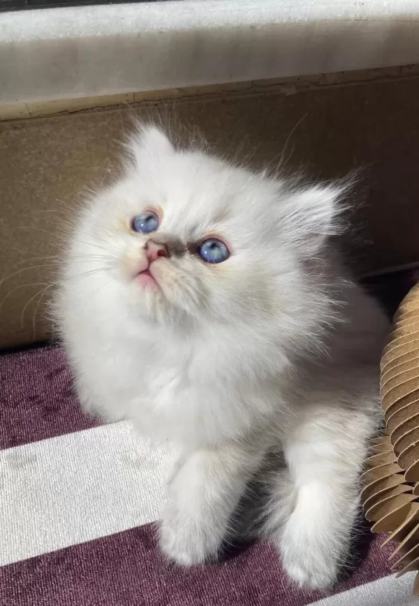 British Longhair Kedisi