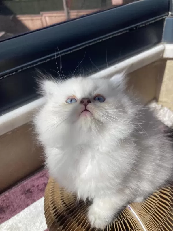 British Longhair Kedisi
