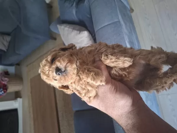 Kahve Rengi Dişi Poodle