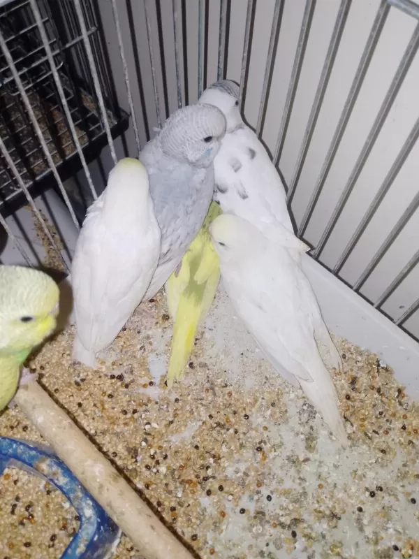 Kırmızı Göz Muhabbet Kuşu