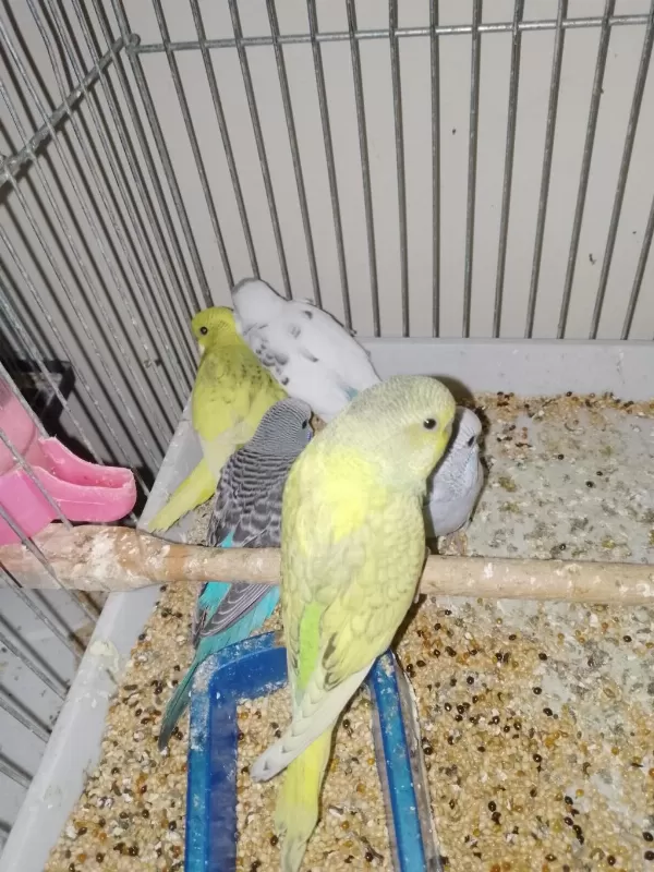 Kırmızı Göz Muhabbet Kuşu